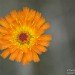 Marigold 100607